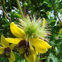 Clematis tangutica 'Golden Tiara' fleur et fruit